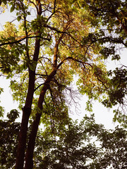 green and yellow tree crowns at sunset, leaves and branches in the forest