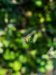 Spider macro on green blured nature background