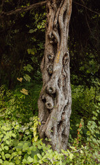 tree trunk with intertwined branches in green leaves in botanical garden or forest