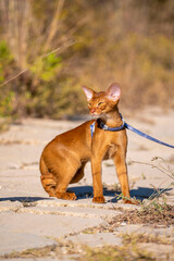 Abyssinian cat on lawn in the garden