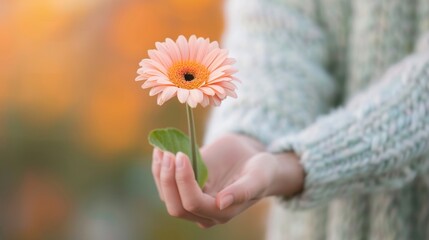 Hands Holding Delicate White and Pink Flowers in Soft Natural Light