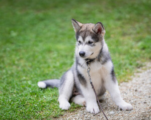 Outdoors portrait of a Alaskan Malamute puppy sitting on the grass. Alaskan Malamute puppy sits on lawn. 