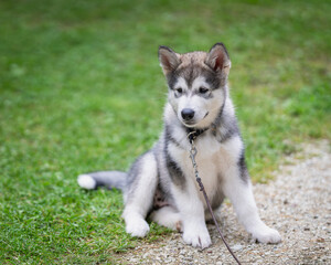 Outdoors portrait of a Alaskan Malamute puppy sitting on the grass. Alaskan Malamute puppy sits on lawn. 
