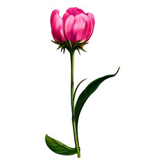 Single pink flower with green stem and leaves, isolated.