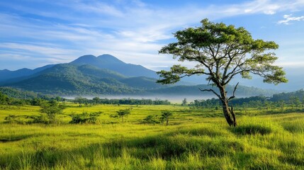 Obraz premium Forests and grasslands actively sequestering carbon for climate change mitigation.