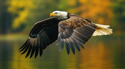 Fototapeta premium Bald Eagle in Flight with Autumn Background