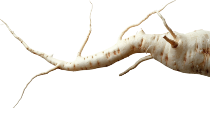 Isolated Ginseng Root on White Background