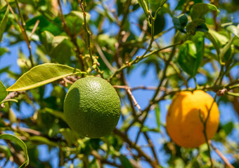 Green oranges hanging on a tree branch with leaves