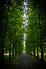 Naklejka premium Enchanting tree-lined avenue with lush green foliage forming a natural canopy, leading to a bright, sunlit clearing in the distance