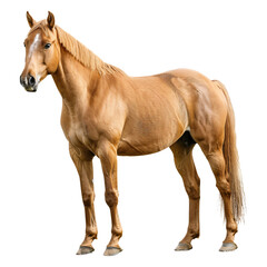 Obraz premium Majestic bay sport horse isolated on transparent background