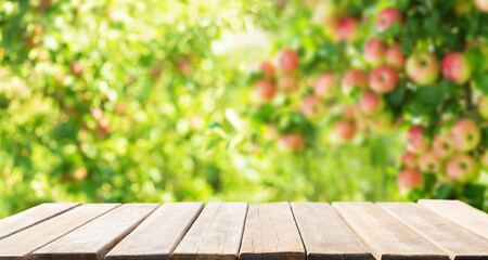 Empty wooden table and ripe apples on a tree in orchard garden