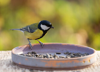 Bird feeding on a bird feeder with sunflower seeds. Great tit