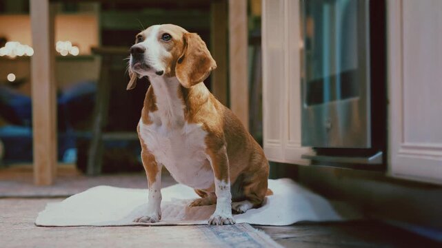exited beagle dog getting treat 
