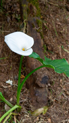 A pristine white calla lily flower blooming in a natural forest environment, surrounded by greenery and earthy tones, evoking serenity and natural beauty.
