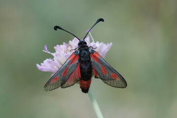 Closeup on a colorful diurnal European moth species, Zygaena sarpedon with spread wings in the Gard, France