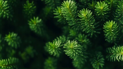 Fototapeta premium Tranquility in Nature Evergreen Foliage and Seasonal Flowers Harmoniously Intertwined