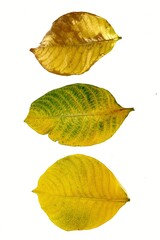 Obraz premium autumn leaf isolated on white