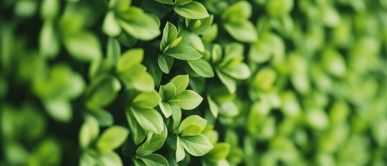 Obraz premium Sustainable Green Oasis Evergreen Plants in Modern Office Wall Representing Eco-Friendly Commitment