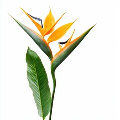 Obraz premium Bird of paradise flower in vibrant orange and green against a white background