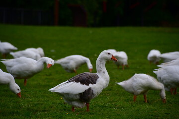 Obraz premium Geese in the Cahir Castle Park, Cahir, Co. Tipperary, Ireland