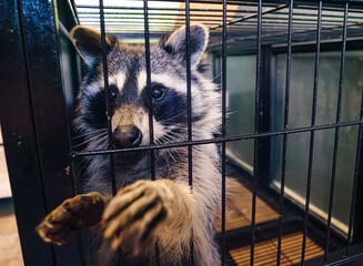 A raccoon curiously peeks through the bars of its cage in the animal shelter