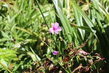  Canary Island geranium, Geranium palmatum