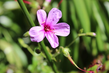  Canary Island geranium, Geranium palmatum