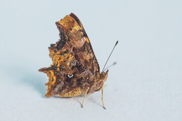 Polygonia c-album butterfly is sitting