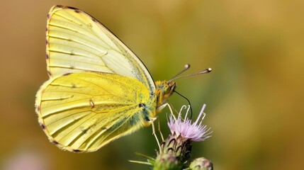 Fototapeta premium AnimalWildlife A golden butterfly on a flower