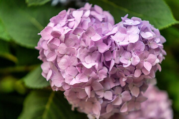 Obraz premium purple flowers in the garden