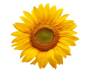 Fototapeta premium Sonneblume isoliert auf weißen Hintergrund, Freisteller, Transparent 