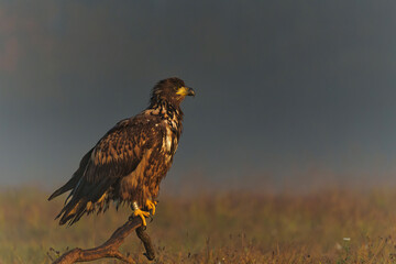 White tailed eagles (Haliaeetus albicilla) searching for food in the early morning on a field in the forest in Poland. 
