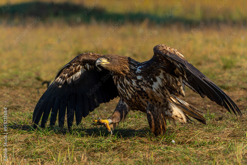 Wall mural White tailed eagles (Haliaeetus albicilla) searching for food in the early morning on a field in the forest in Poland. 