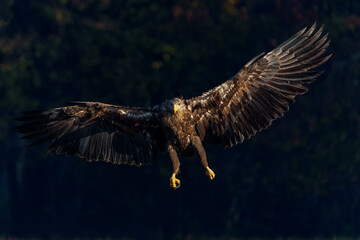 Eagle flying. White tailed eagles (Haliaeetus albicilla) flying at a field in the forest of Poland searching for food on a foggy autumn morning.