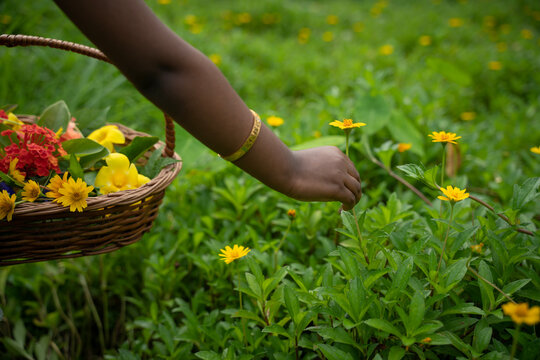 Girl picking flowers for Onam festival pookalam decoration