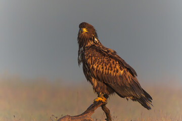 White tailed eagles (Haliaeetus albicilla) searching for food in the early morning on a field in the forest in Poland. 
