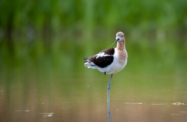 American avocet in mating plumage in a beautiful pond
