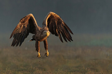 Eagle flying. White tailed eagles (Haliaeetus albicilla) flying at a field in the forest of Poland searching for food on a foggy autumn morning.