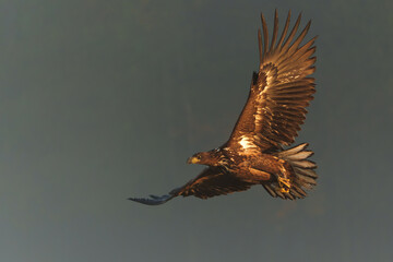 Eagle flying. White tailed eagles (Haliaeetus albicilla) flying at a field in the forest of Poland searching for food on a foggy autumn morning.
