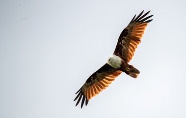 Brahminy kite up close and full wing spread flight with backlight in Tuticorin, India