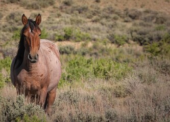 Amarissa, Wild Horse of the Sand Wash Basin in Colorado Sage Brush