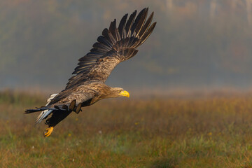 Eagle flying. White tailed eagles (Haliaeetus albicilla) flying at a field in the forest of Poland searching for food on a foggy autumn morning.