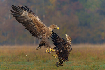 Eagle battle. White tailed eagles (Haliaeetus albicilla) fighting for food on a field in the forest in Poland