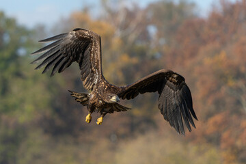 Eagle flying. White tailed eagles (Haliaeetus albicilla) flying at a field in the forest of Poland searching for food on a foggy autumn morning.
