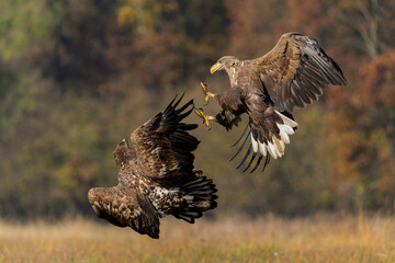 Eagle battle. White tailed eagles (Haliaeetus albicilla) fighting for food on a field in the forest in Poland