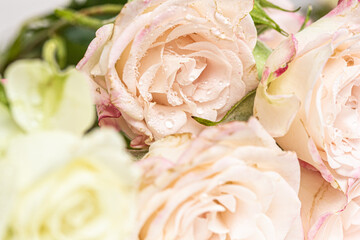 Enchanted pale pink roses with water drops macro. Beautiful rose flowers, still life, love, spring, romance design. Gentle floral background