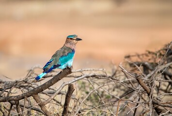 Beautiful Indian Roller perched on dry branches in Tuticorin, India showing off resplendent blues