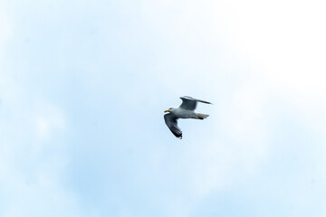 seagull in oslo on blue sky