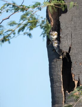A pair of owlets peaking out of a tree nest in Tuticorin India