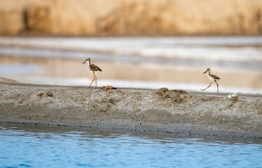 Black winged stilt juveniles walking along salt pans in Tuticorin, India